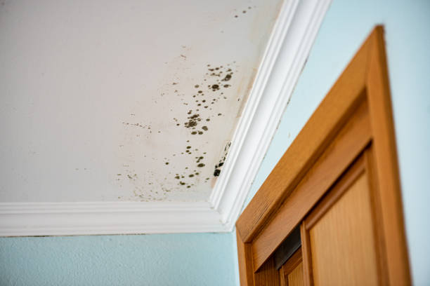 Best Mold Odor Removal Services  in Town Line, NY